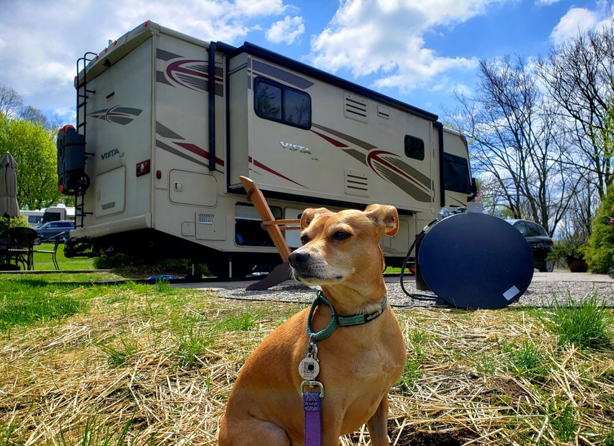 Dogs Driving Rv Is Your Dog Ready for RV Life? What to Keep in Mind - Winnebago