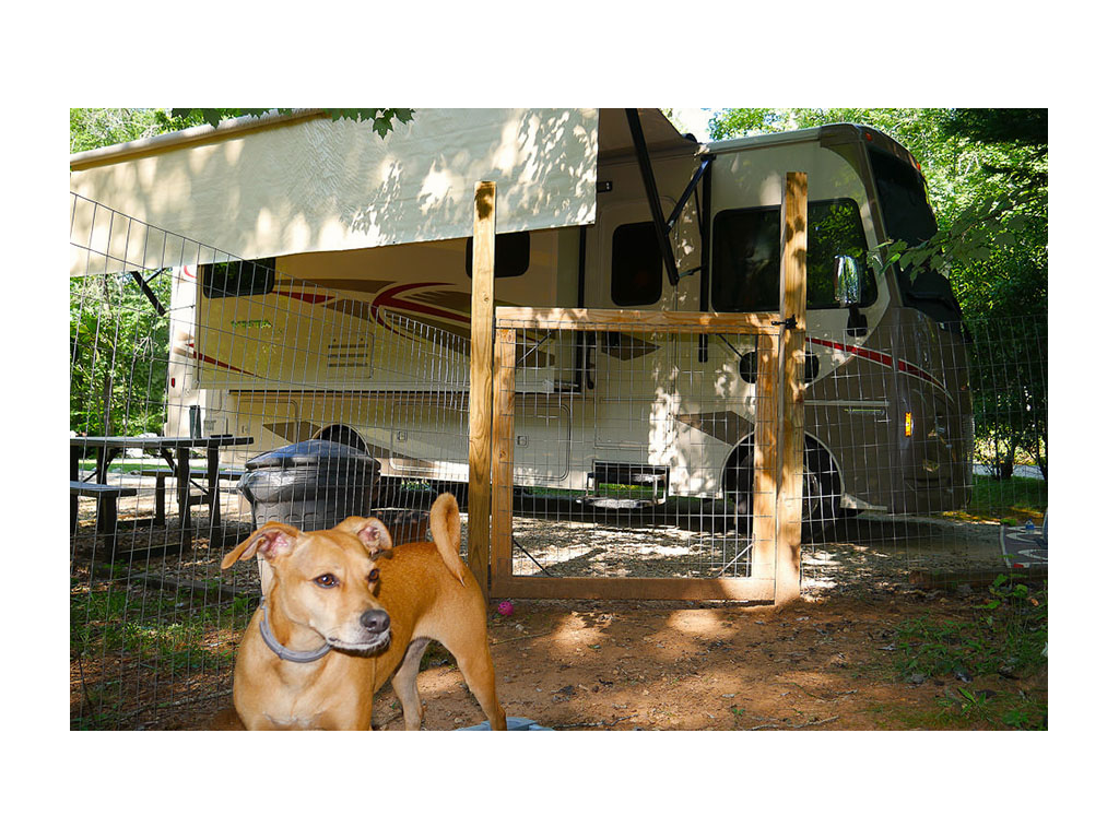 Bella standing outside Vista at 4 Paw Kingdom RV Park