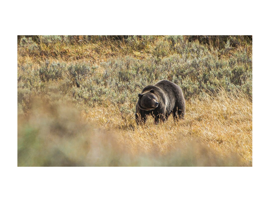 Grizzly bear in grass in Yellowstone National Park