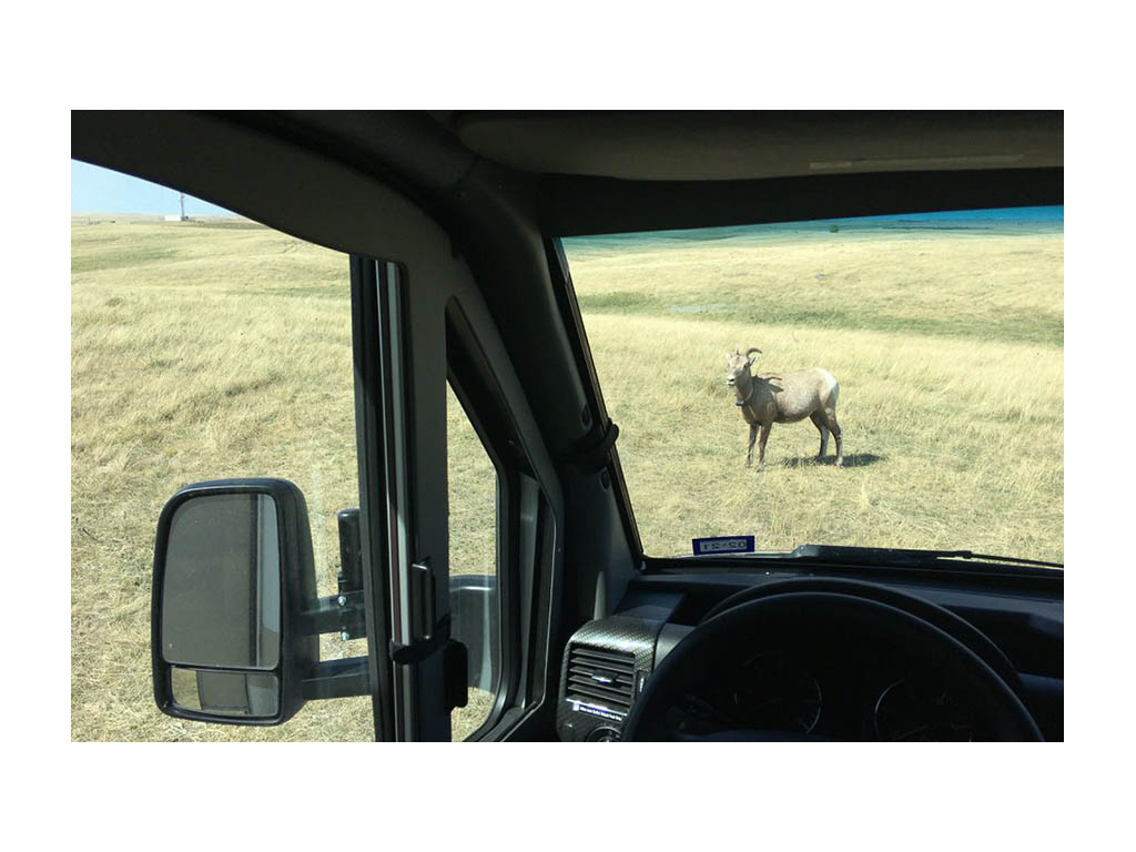 Bighorn sheep out of the windshield of the View