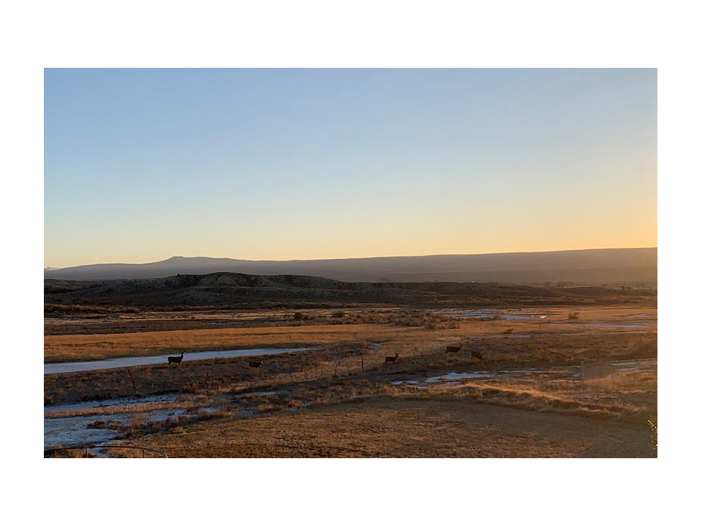 Open field with deer grazing in Colorado