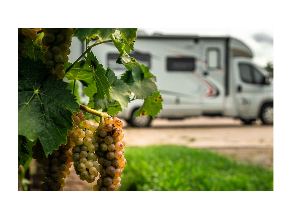 Grape bunches hanging on tree with Trend in background