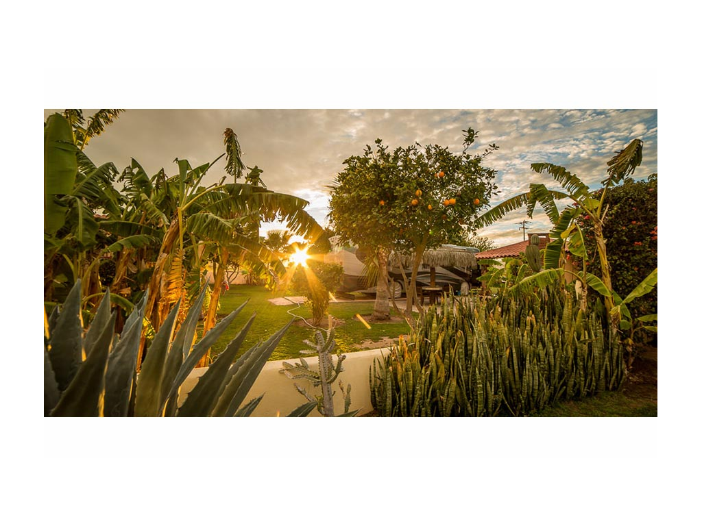 Bright green trees with sun shining through leaves