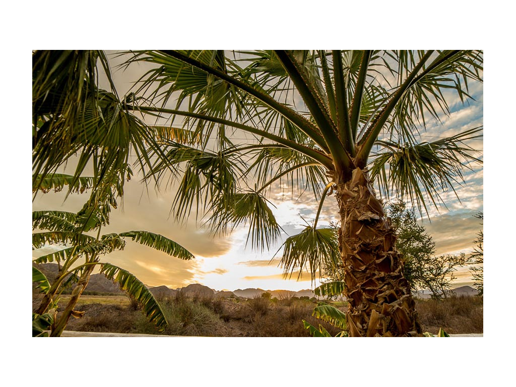 Palm trees with mountains and sunset in background
