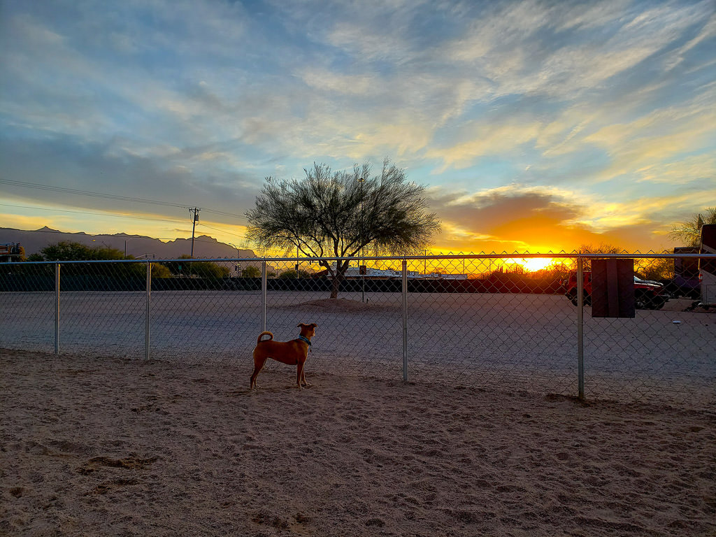 Belle in dog park as the sun rises