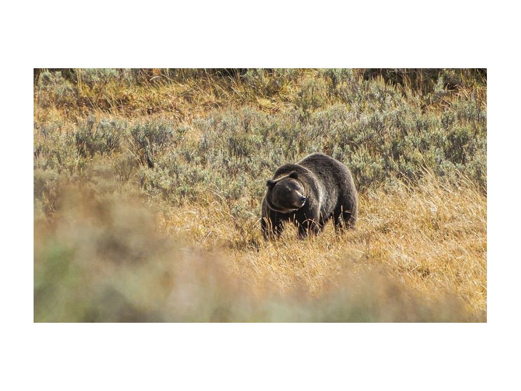 Grizzly bear in yellow grass in Yellowstone National Park