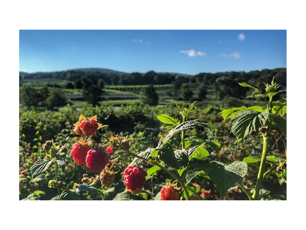 Raspberries growing at Harvest Host in Connecticut