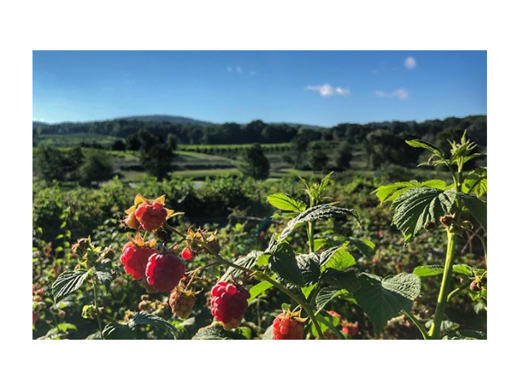 Raspberries growing at Harvest Host in Connecticut 