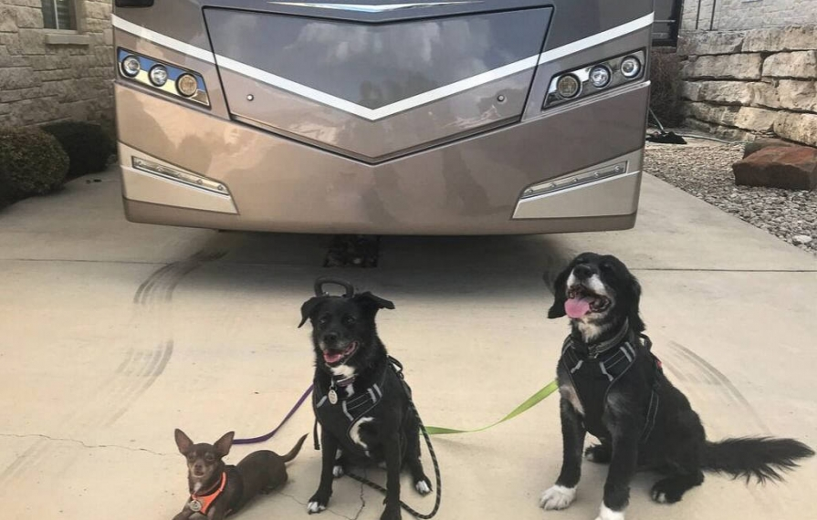 Wally, Abby and Brady sitting in front of Forza