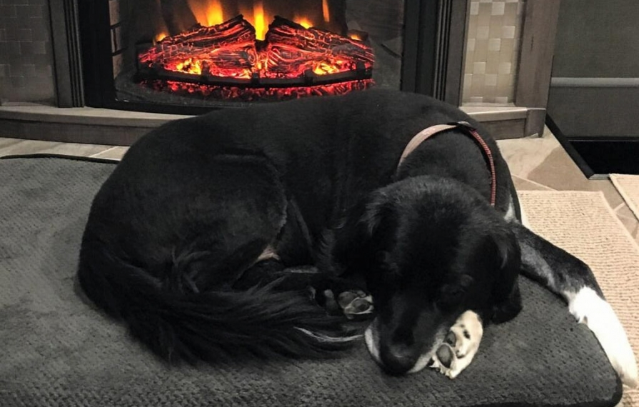 Brady napping in front of fireplace