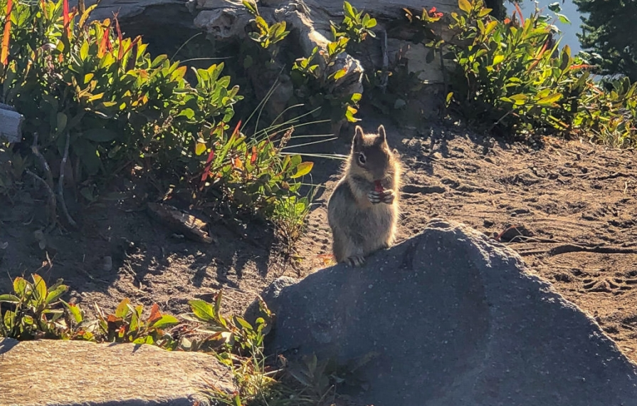 Squirrel sitting on a rock eating a gummy bear.