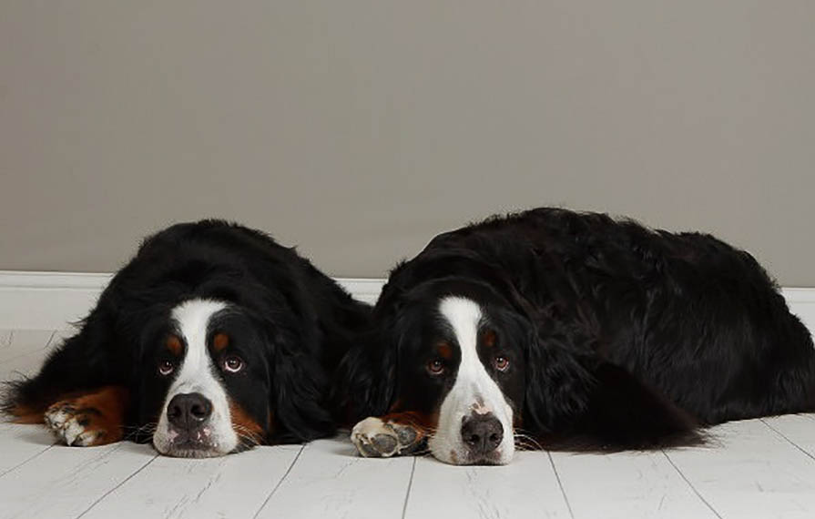 Two Bernese Mountain Dogs laying on white floor
