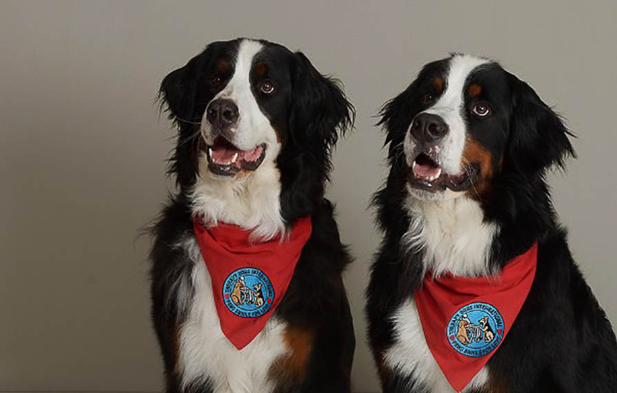 Two Bernese Mountain Dogs wearing red bandannas  