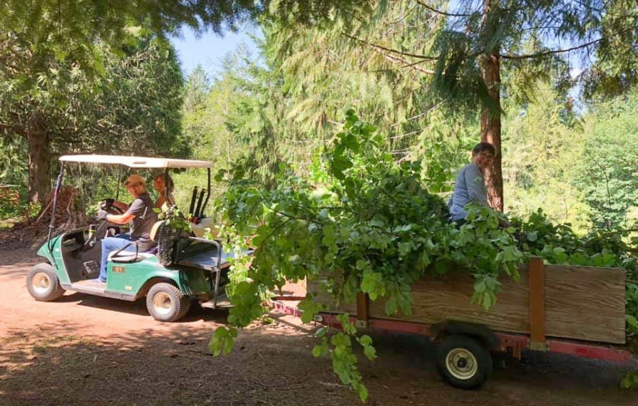 Three people pulling a trailer full of tree branches with a golf cart