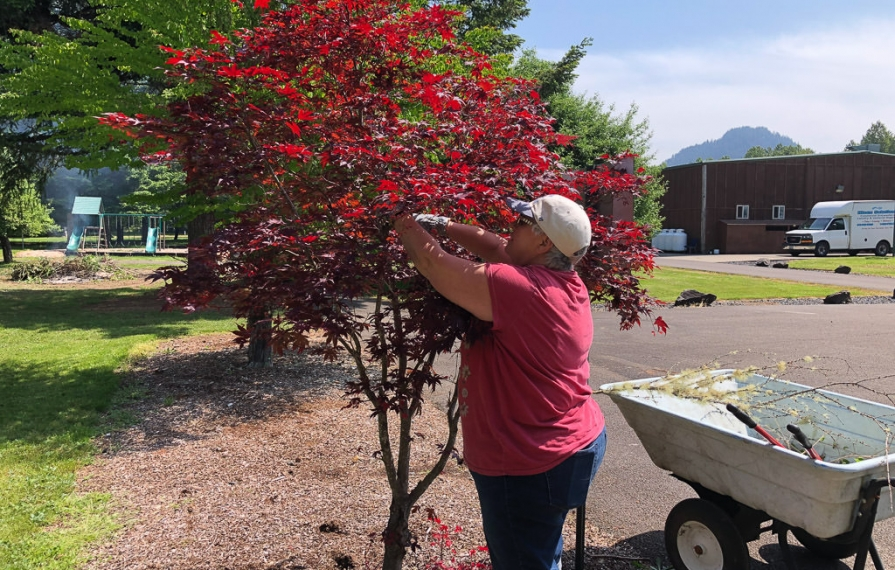 Sue Ann trimming tree branches