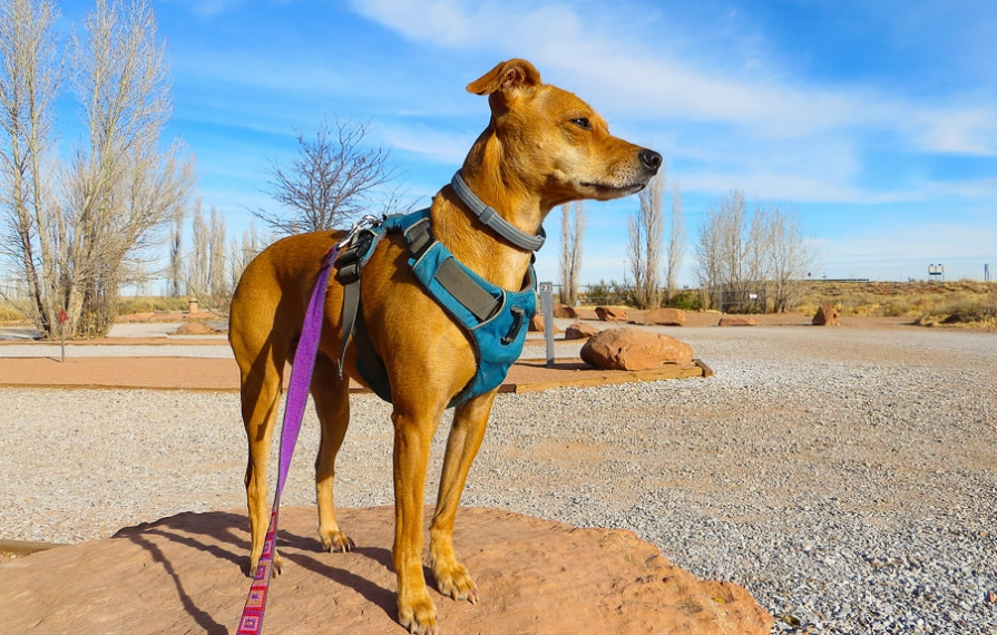 Dog standing on a rock in desert landscape.