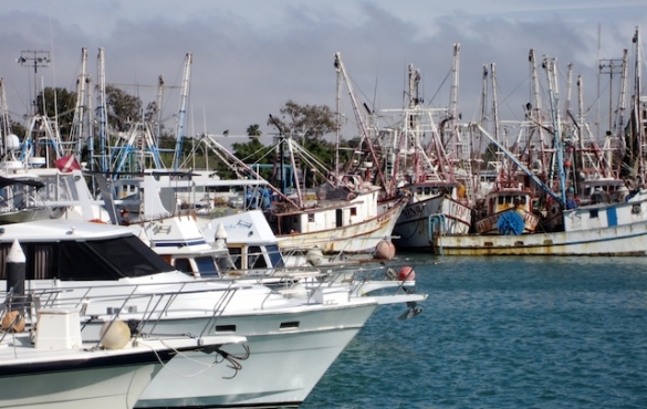 A number of docked fishing boats.