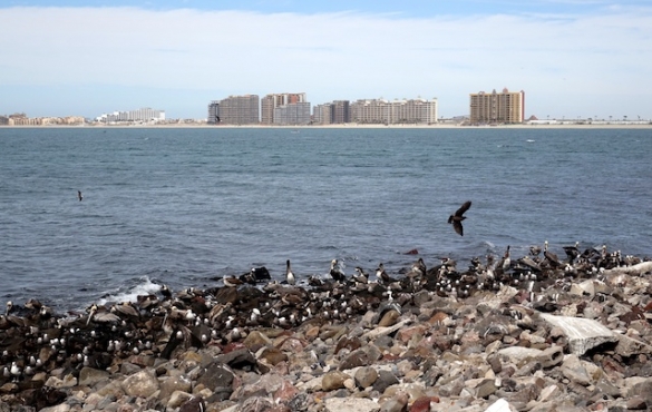 View from downtown to resorts with a number of birds lining the rocks along the water.