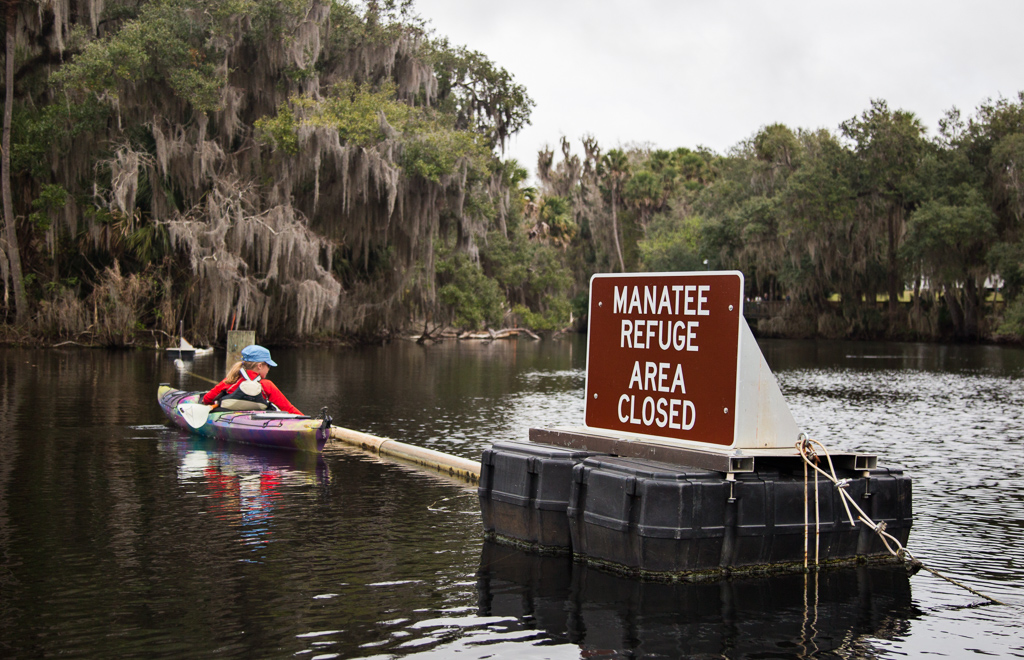 Abby kayaking next to Manatee refuge closed off area of water.