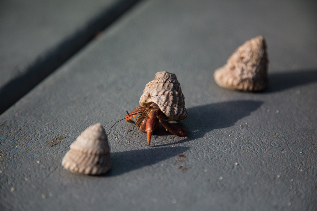 Three small hermit crabs.