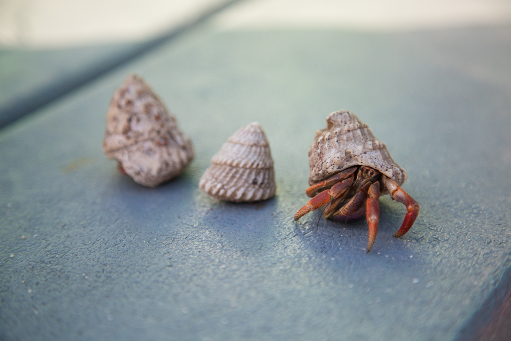 3 small hermit crabs.