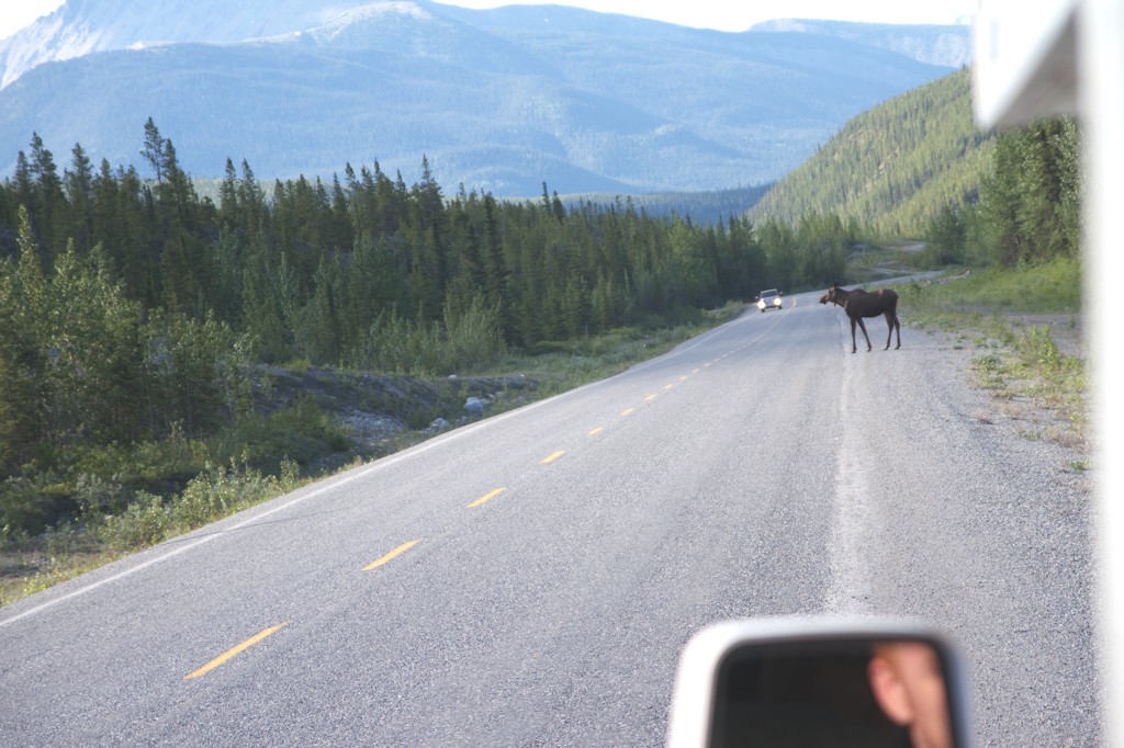Moose crossing the road with mountains ahead.