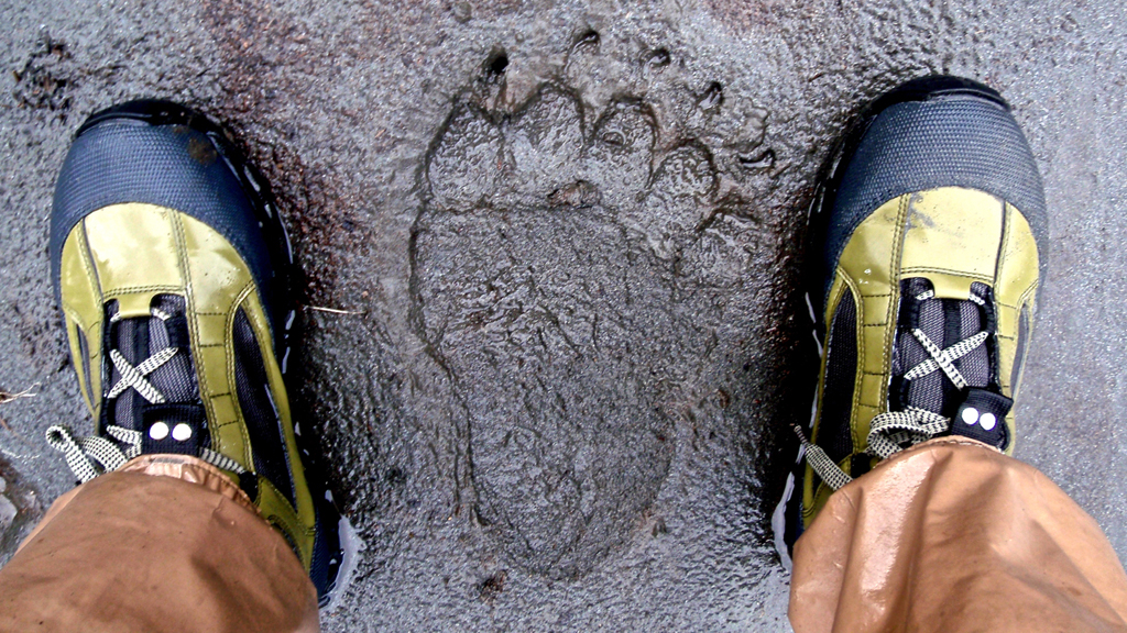 Bear paw print in mud between mans feet.