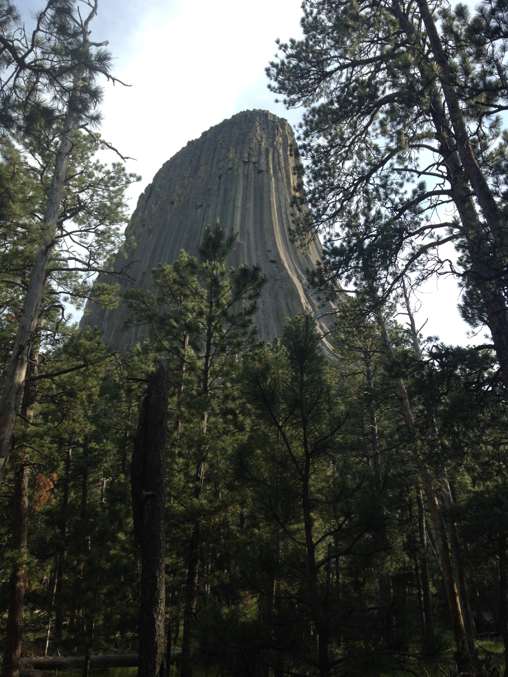 Devil's Tower rising above the trees.