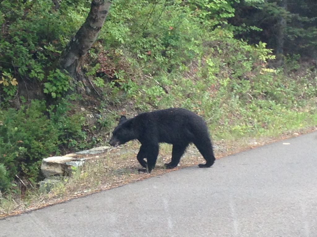Black bear alongside a road.