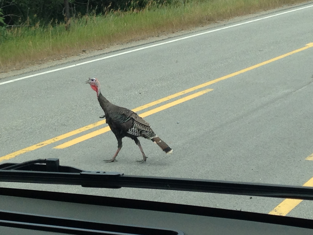 Turkey crossing the road.