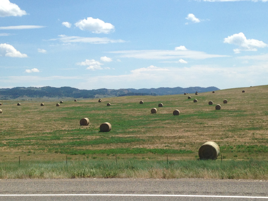 Field full of hay bales.