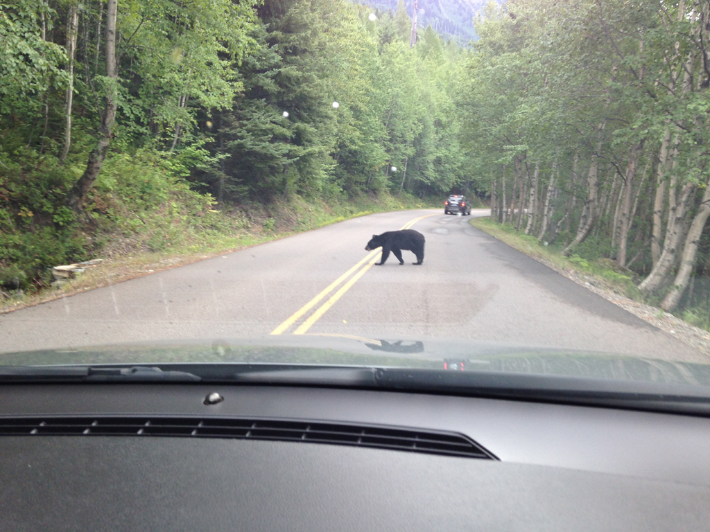 Bear crossing a tree lined road.