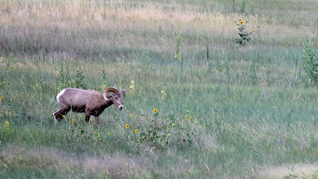 Big horn sheep in middle of a field.