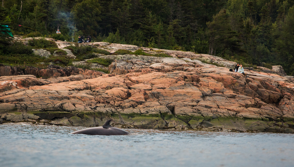 Back of a minke whale rising from the water with people watching from the shore.