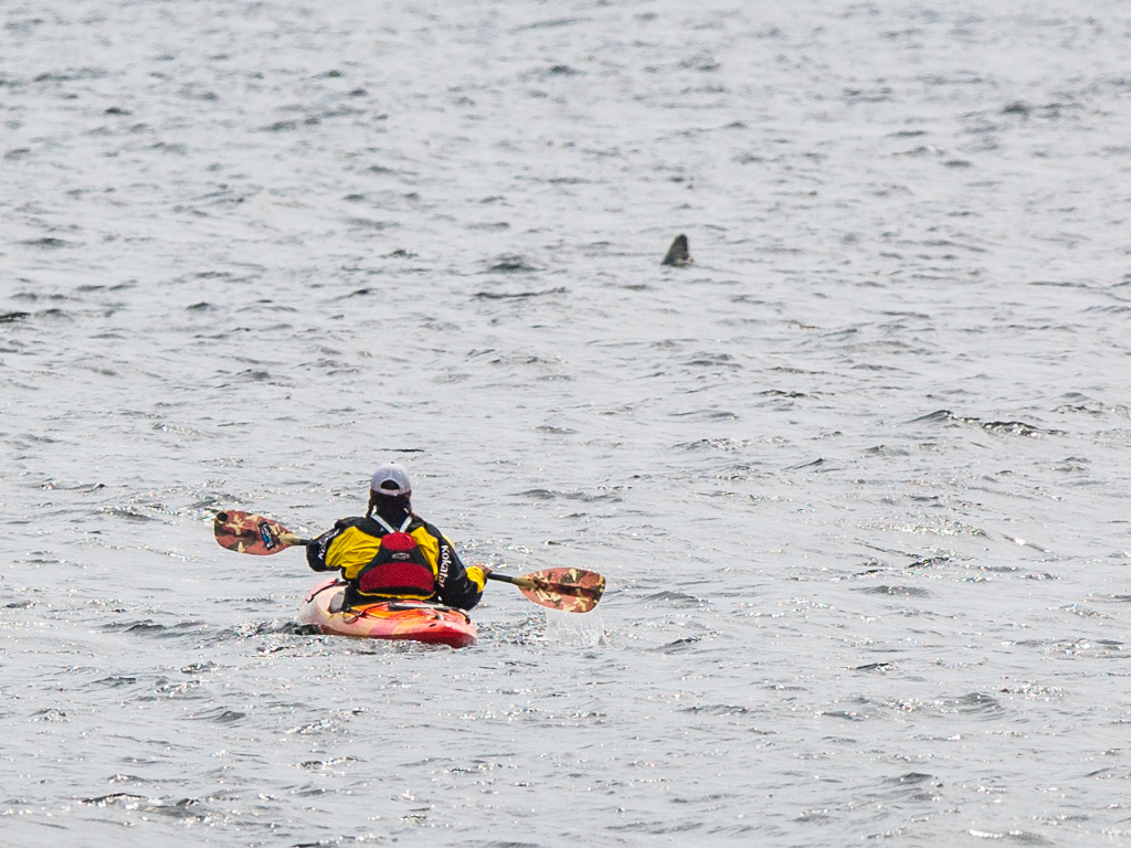 Woman in kayak with the fin of a shark just ahead of her.