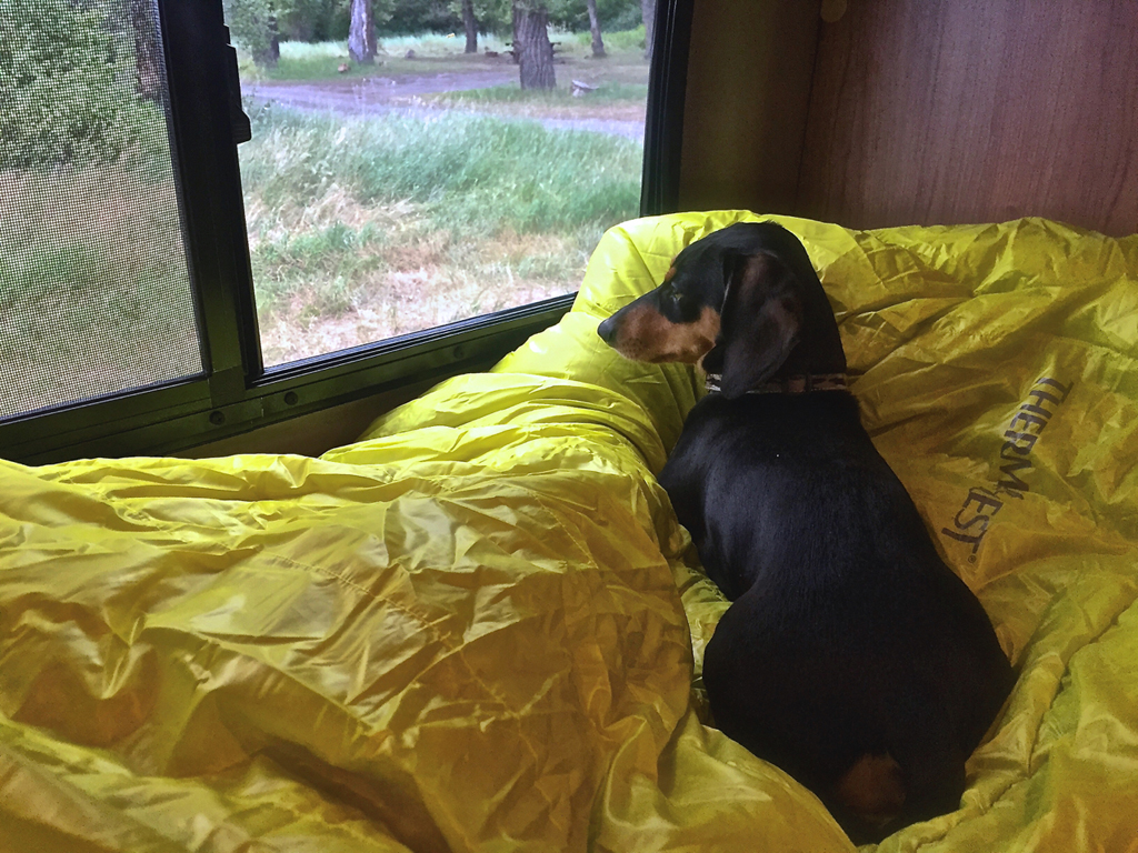 Dog looking out RV window.