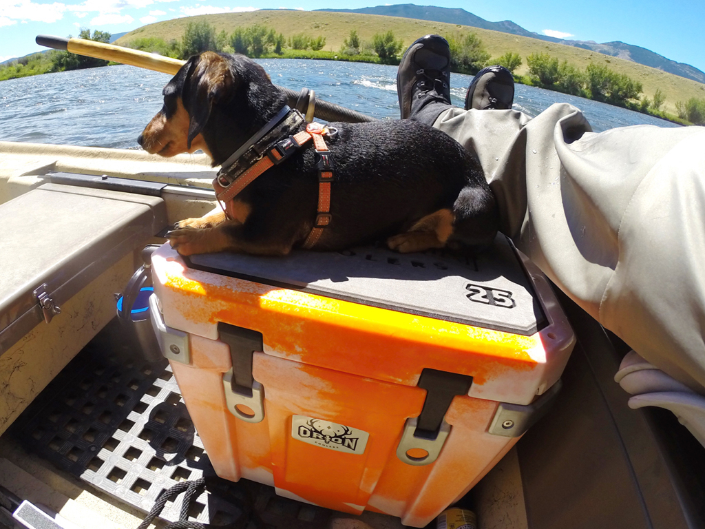 Dog resting on top of an Orion cooler in a boat.