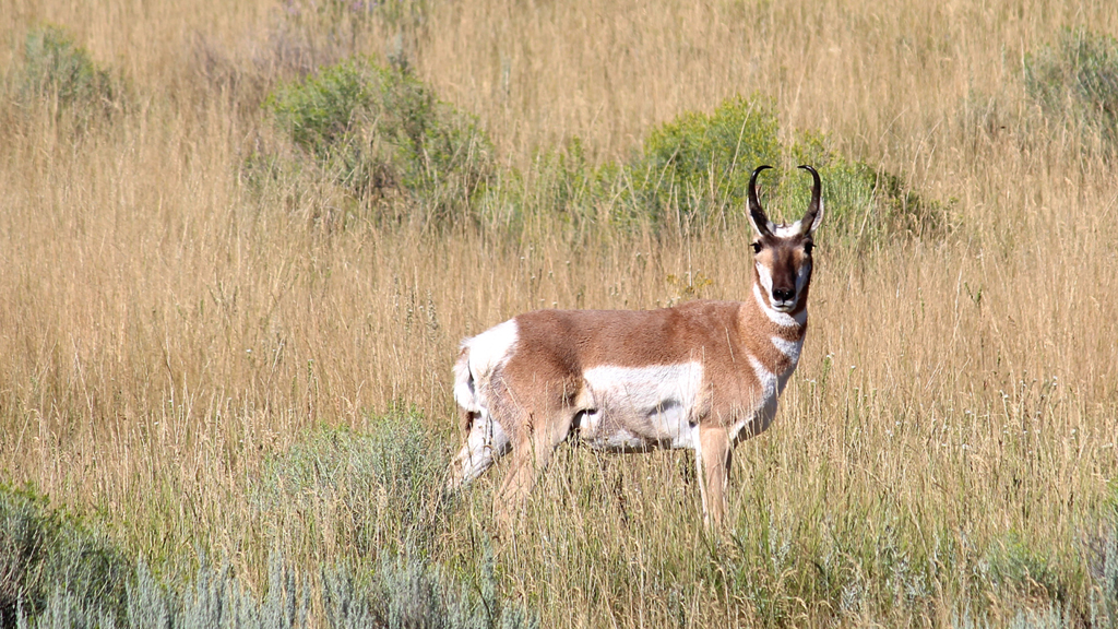 Pronghorn antelope standing in field of tall grass.
