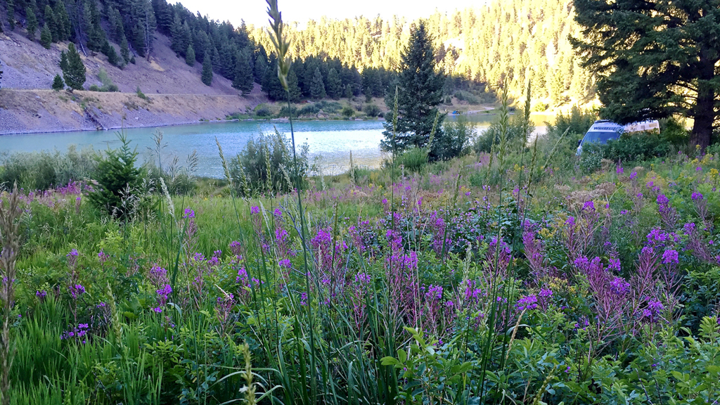 Purple flowers next to the water and hillsides covered with trees across the other side.