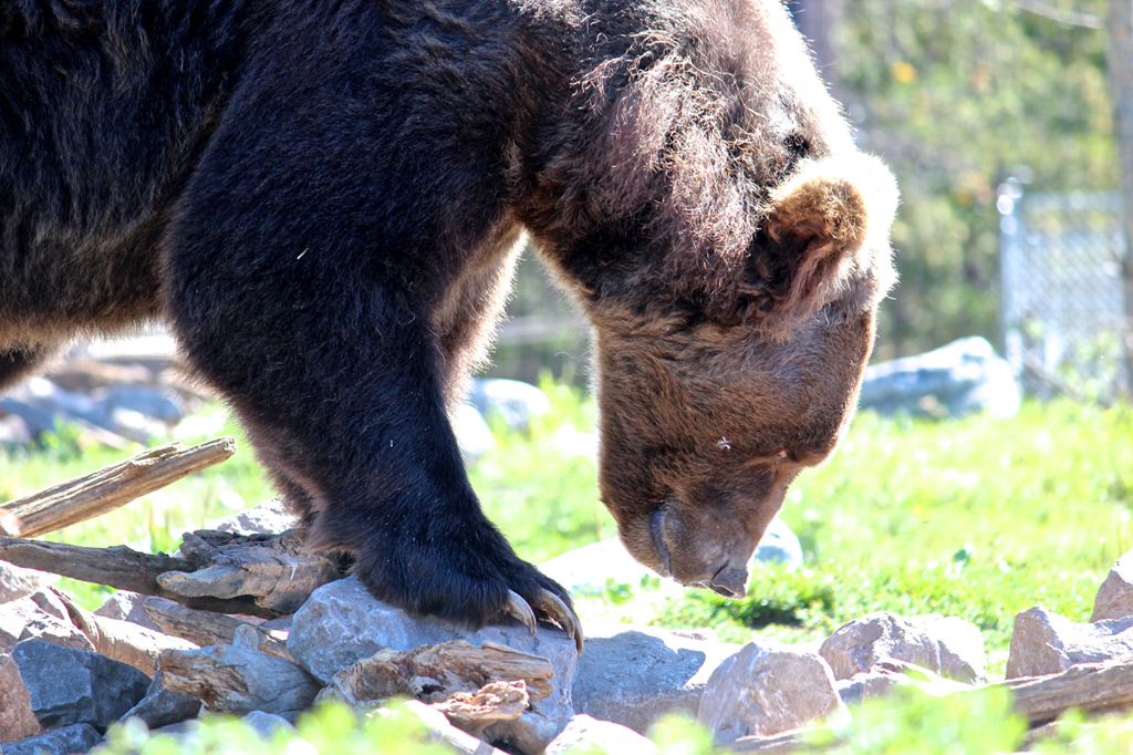 Grizzly bear with head down sniffing rocks.