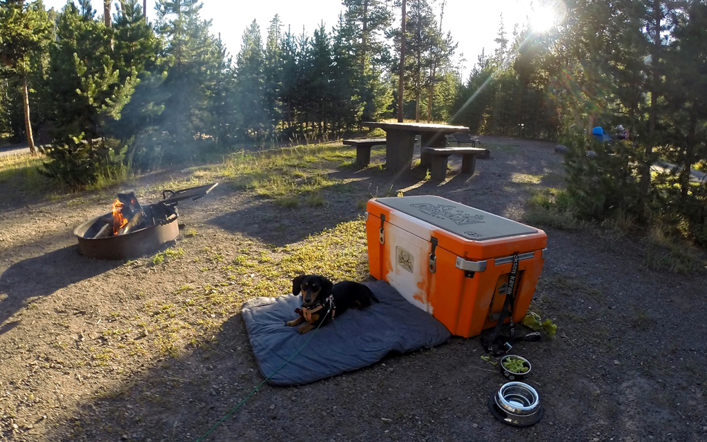 Dog resting on blanket next to cooler at campsite in the woods with picnic table and fire.