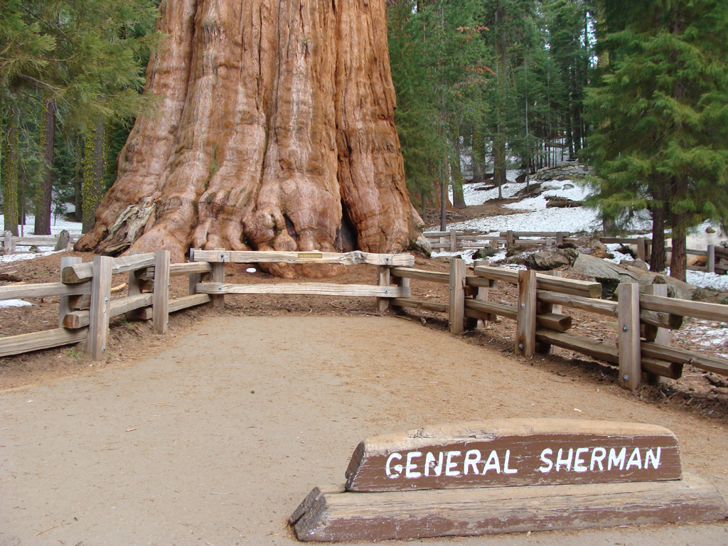 Massive sequoia tree trunk with sign in front of it that says, "General Sherman."