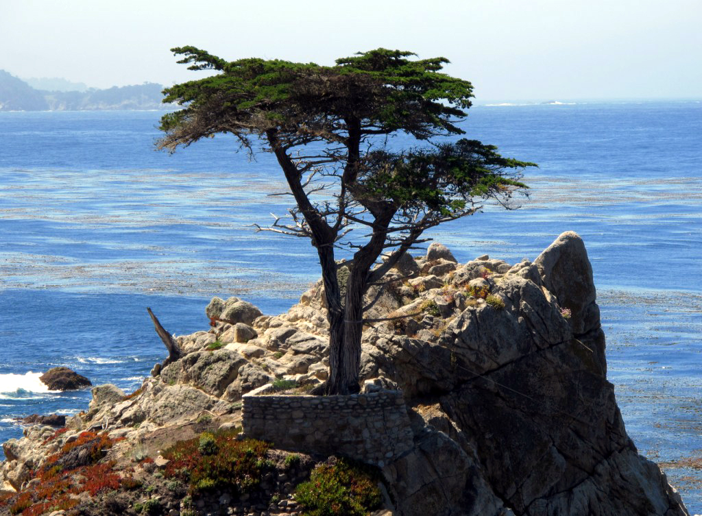 Peninsula with lone Monterey cypress tree growing on it.