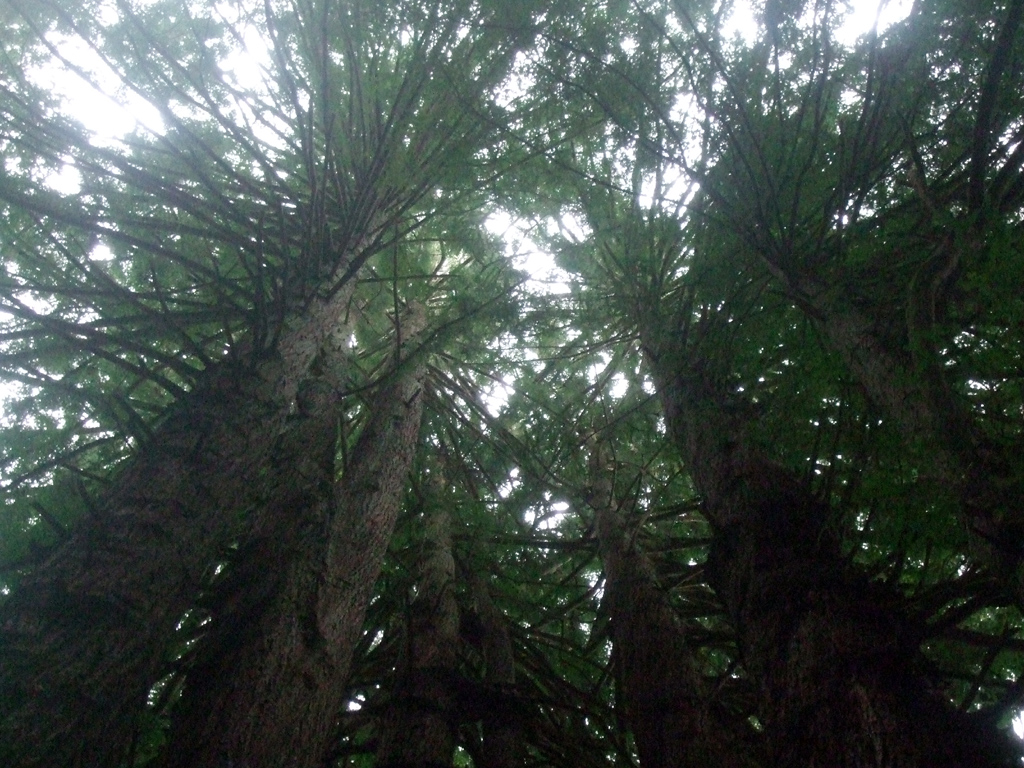 View looking up to the sky with the Redwoods towering above.