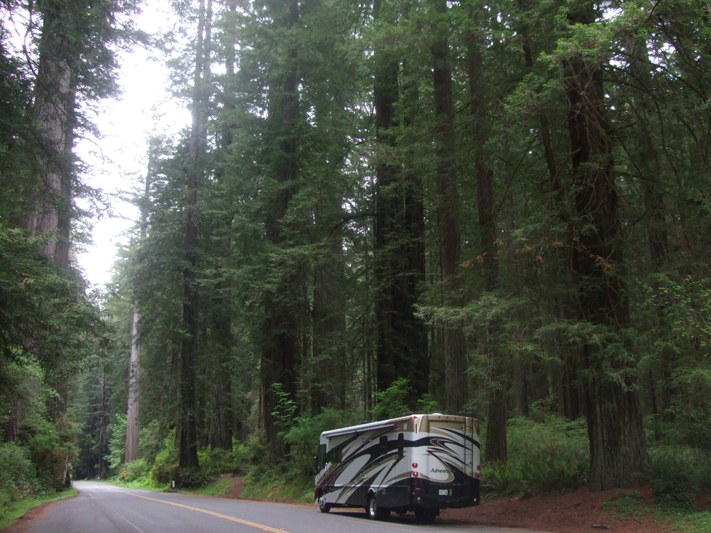 Winnebago Adventurer parked alongside a road going through towering trees at Avenue of the Giants.