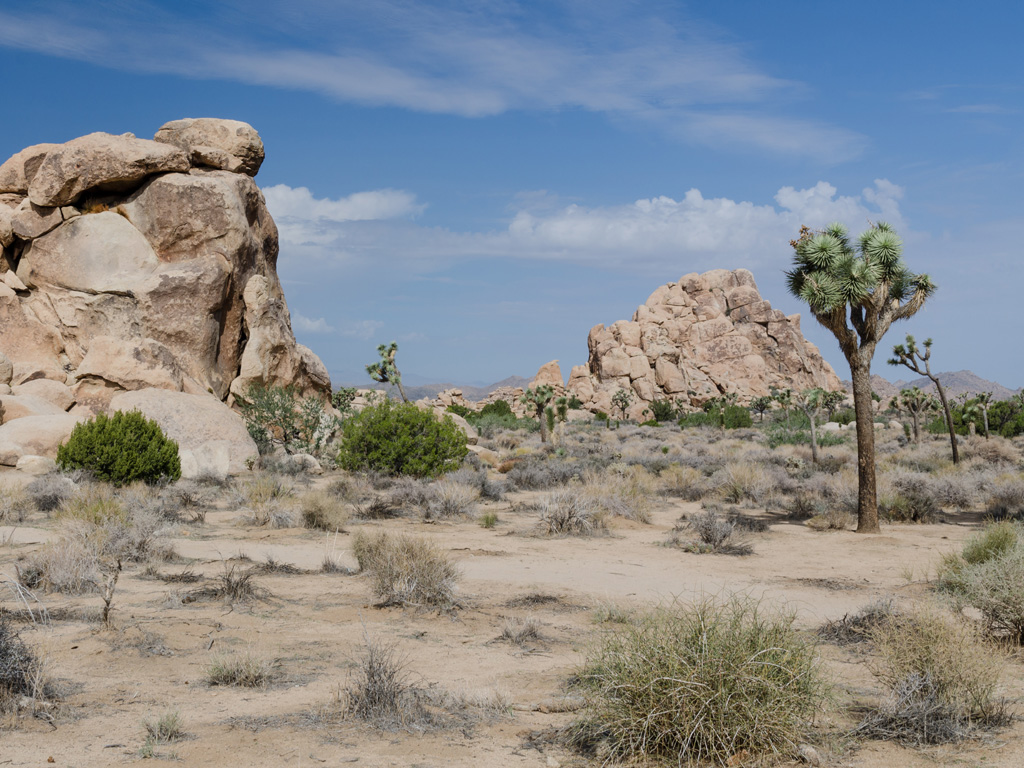 Joshua Trees among rock formations and the desert landscape.