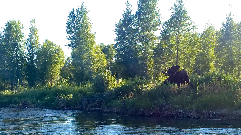 Moose in tall grass next to water. 