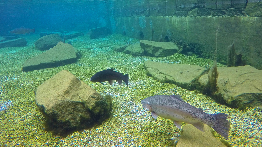 Two trout swimming in the water.