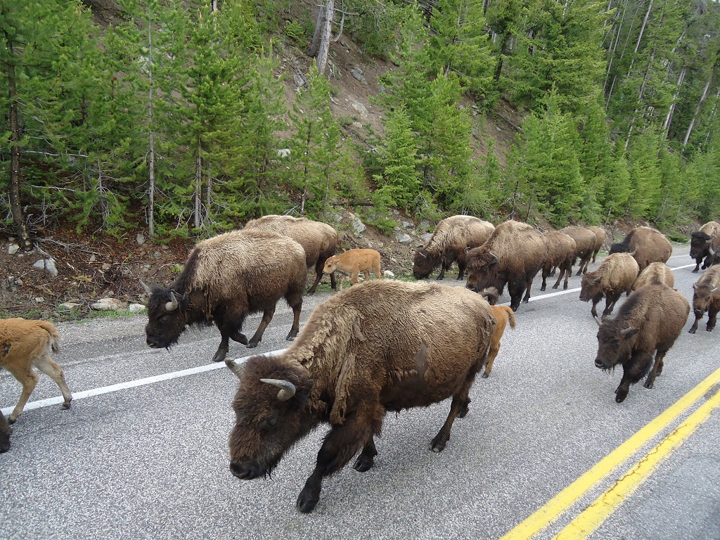 Bison walking along road at Yellowstone.