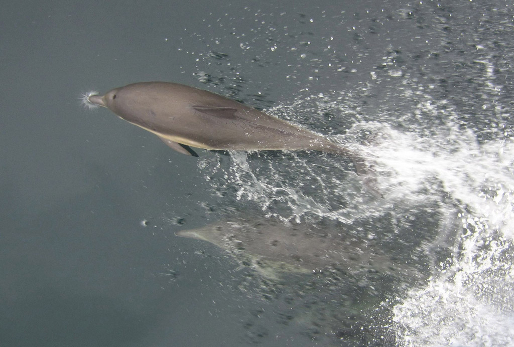 Two dolphins skimming along the surface of the water.